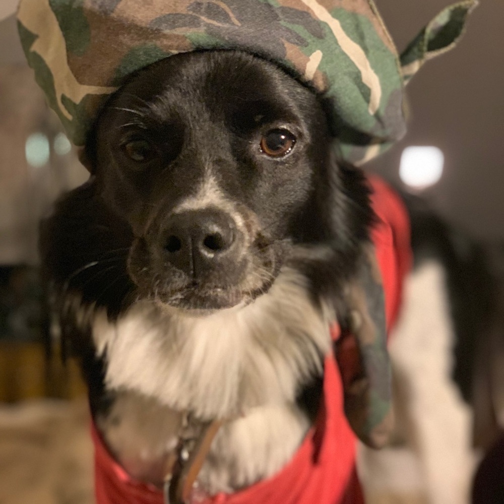 Meet your Posher, Sterling